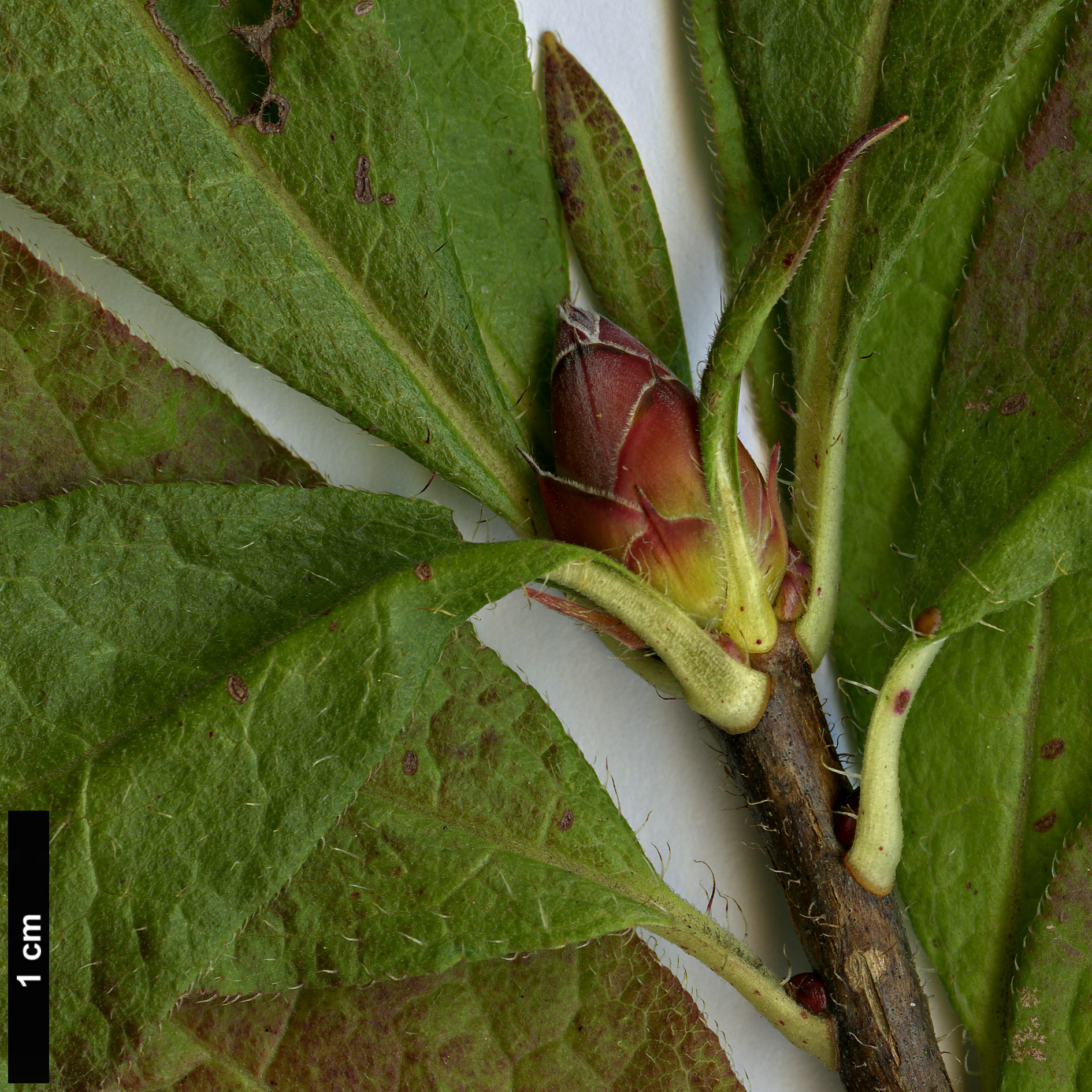 High resolution image: Family: Ericaceae - Genus: Rhododendron - Taxon: molle - SpeciesSub: subsp. japonicum